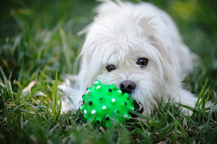 Small white dog lying on the grass outside chewing on a toy ball