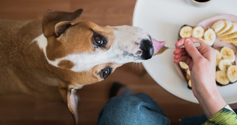 Is peanut butter toxic for dogs? - BC SPCA