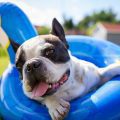 happy-french-bulldog-summer
