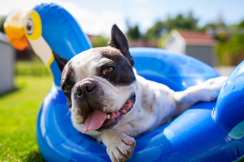 happy-french-bulldog-summer