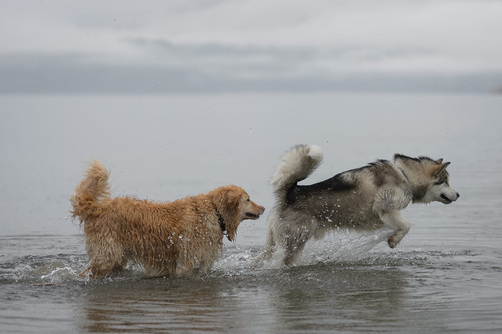 A golden retriever and a husky playing together in the ocean water