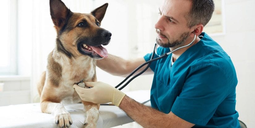Sick animals and veterinary services help topics - BC SPCA
