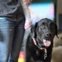 A happy black lab dog with tongue out wearing a collar and ID inside a living room with a family of an adult and a baby