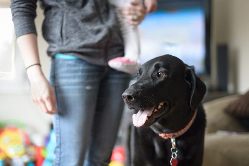 A happy black lab dog wearing a collar and ID inside a living room with a family of an adult and a baby