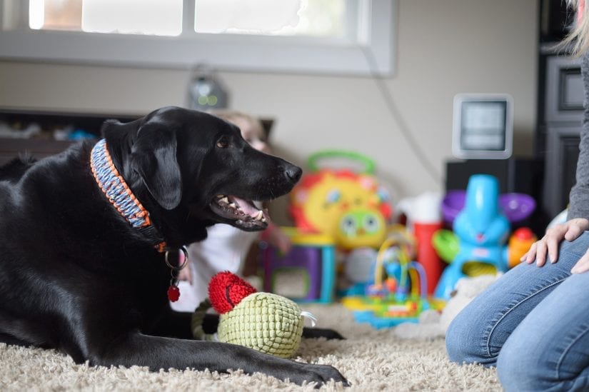 Black lab dog wearing a collar lying indoors on a carpet with a stuff toy looking up to a woman