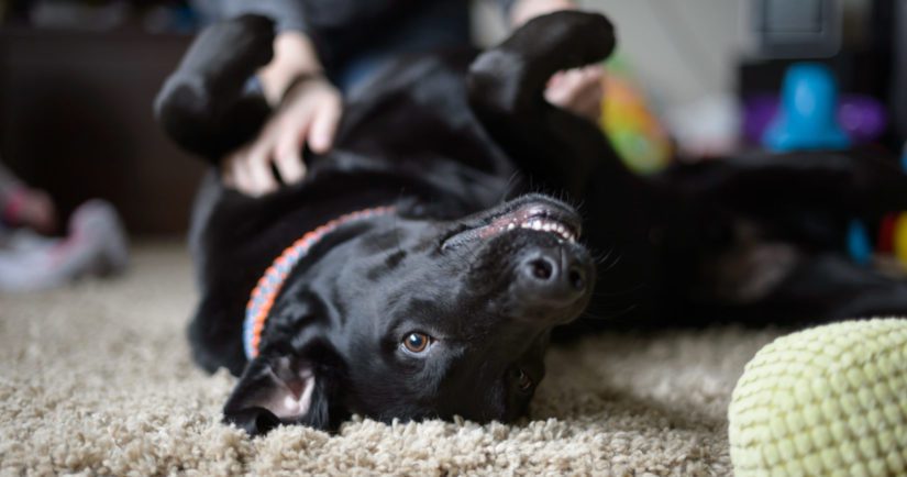 10 Ways to Keep Your Dog Entertained When You're Out of the Home