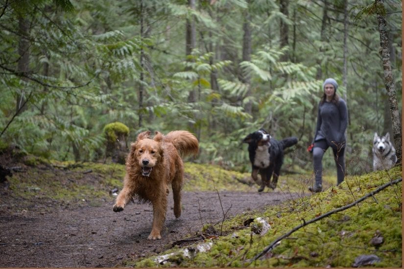 Three happy dogs running through a forest trail with a person