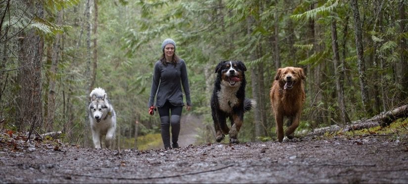 Three energized happy dogs running a forest trail off leash with a woman