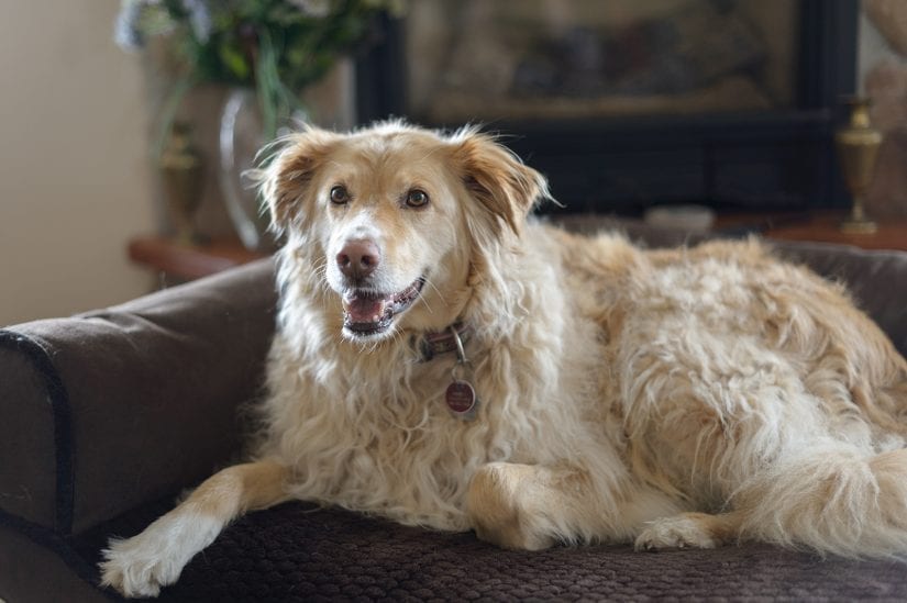 Golden retriever dog lying down on a couch indoors wearing collar and ID