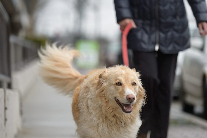 A happy golden retriever smiling while being walked on a leash on a pavement sidewalk