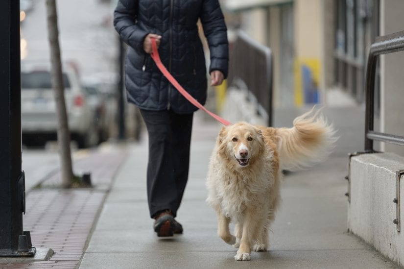 A golden retriever being walked on a leash down a paved sidewalk