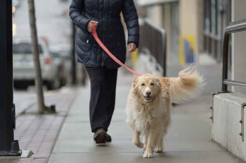 Caring for dogs - BC SPCA