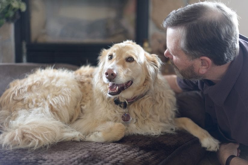 happy golden retriever lying on a cushion couch indoors getting pets from a man