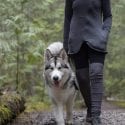 Happy husky dog walking on a leash in a forest close to a person