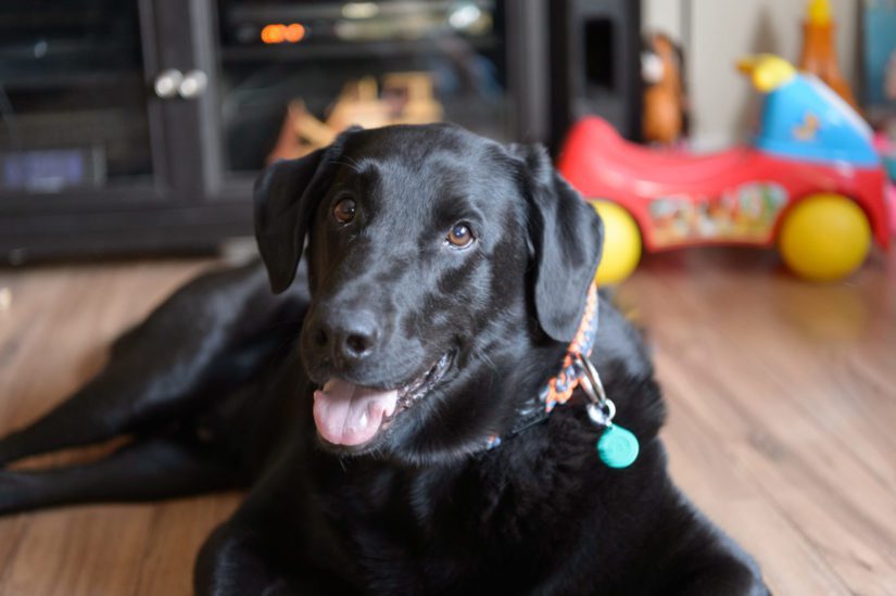 Happy black Labrador dog lying on living room floor