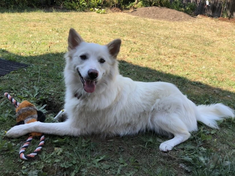 Happy white dog playing with toy in yard