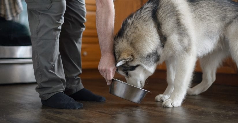 Husky dog eating from a bowl being held by a person