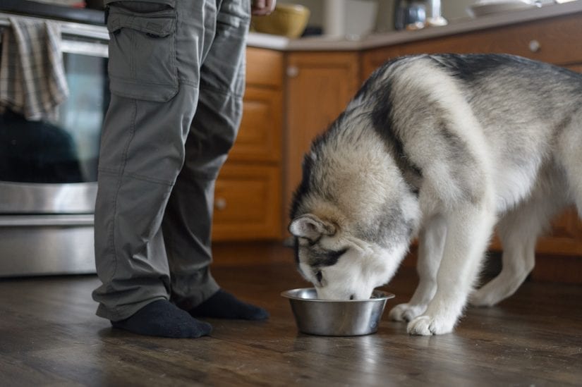 Husky dog eating from bowl on kitchen wood floor with a person beside