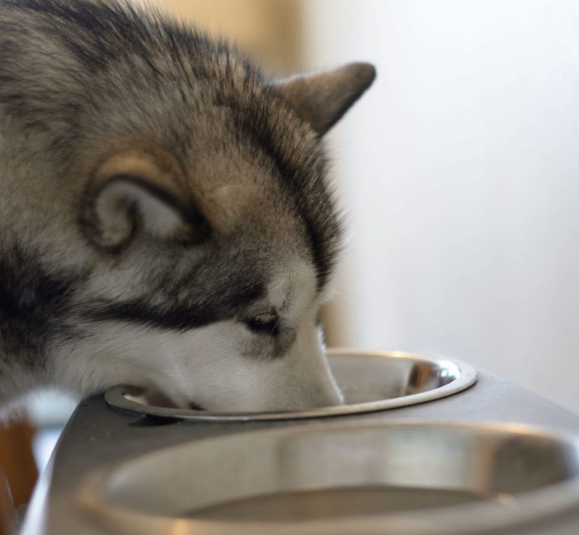 A husky dog eating from a silver bowl