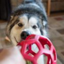A Husky plays with a toy at home