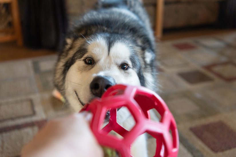 A Husky plays with a toy at home