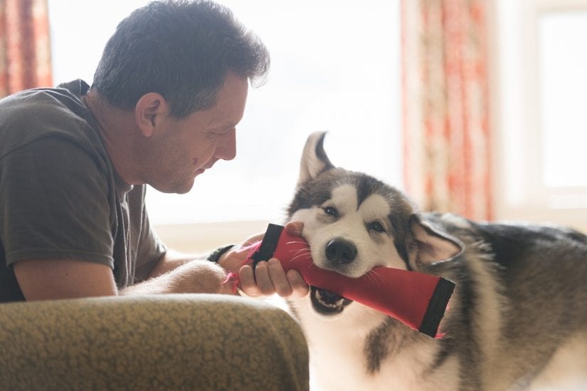 Husky dog playing and biting down on a toy with a man indoors