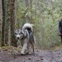 Husky dog walking off leash on a forest trail with a woman