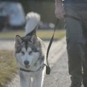 Close up shot of husky dog being walked on a leash by a man down a neighbourhood street
