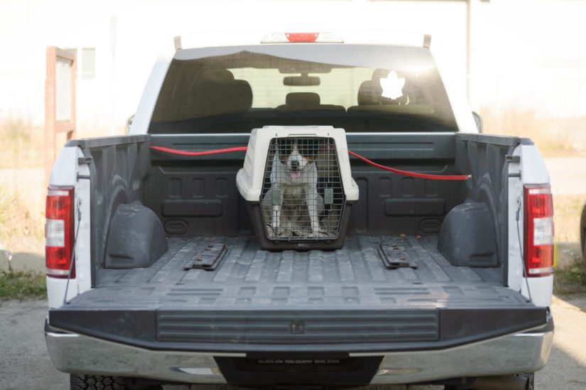 Happy dog restrained in crate in the back of a truck