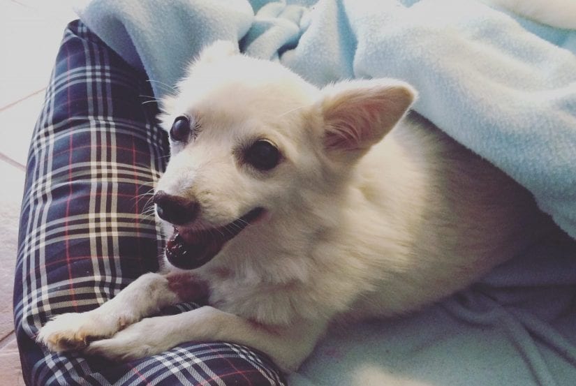 Happy smiling dog lying under blankets in a dog bed