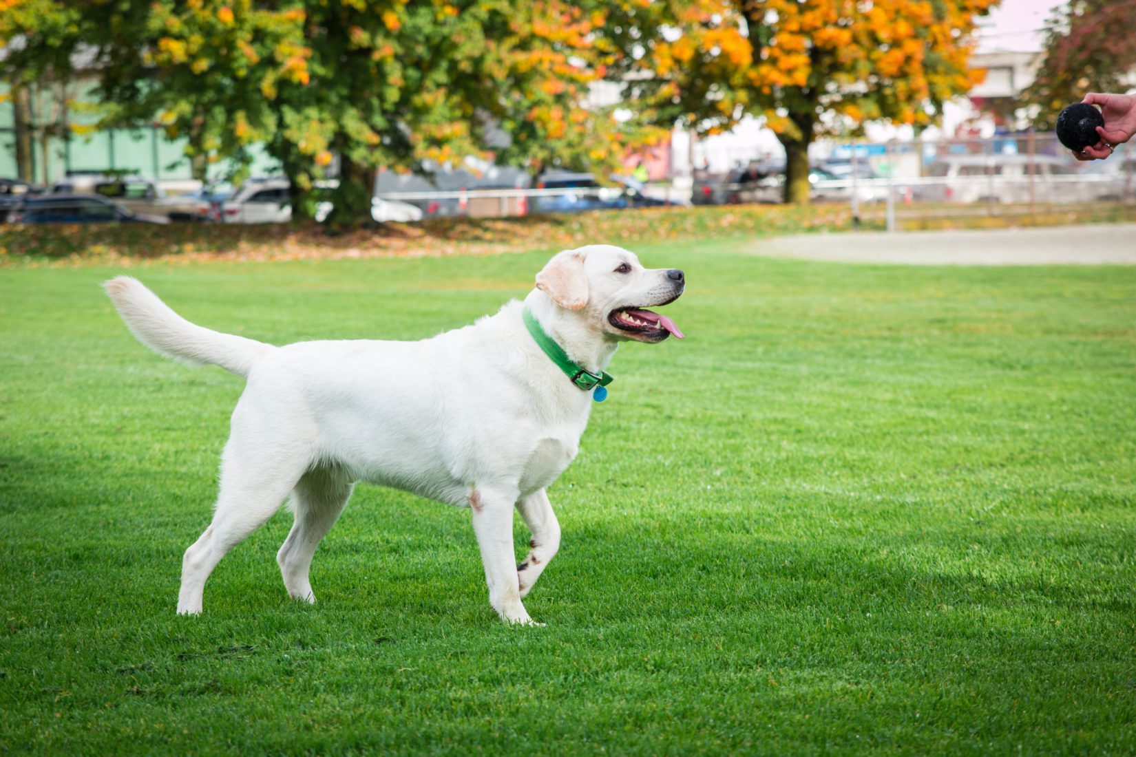 why is my dog drooling at the dog park