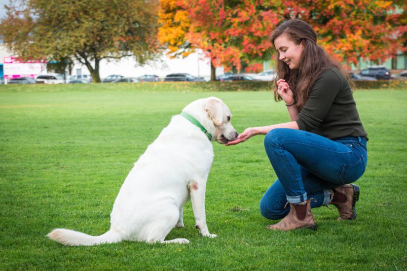 woman training dog