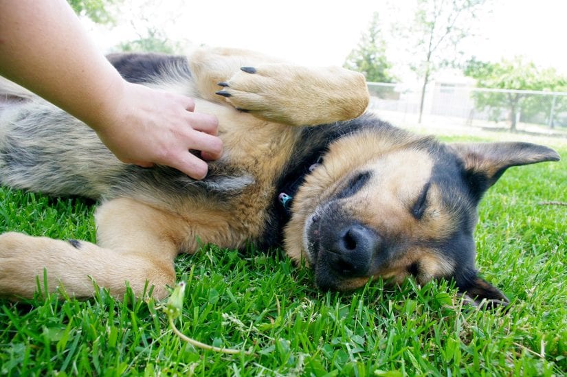 Tired happy dog lying down on side with eyes closed outdoors being given a belly scratch rub