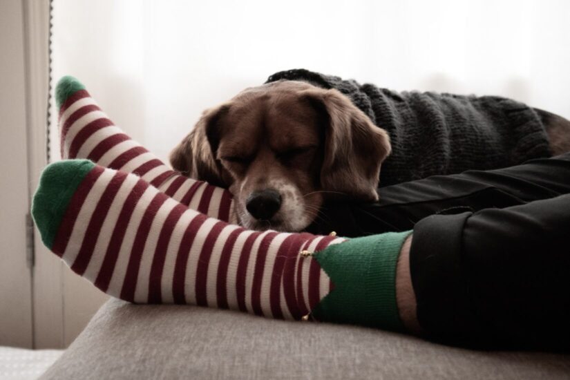 https://b1157417.smushcdn.com/1157417/wp-content/uploads/dog-napping-indoors-holiday-xmas-socks-unsplash-825x550.jpg?lossy=1&strip=1&webp=0