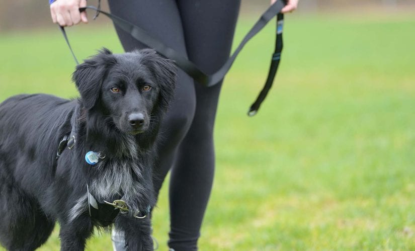 dog on a leash