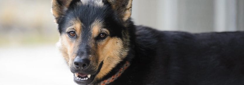 Eye contact shot of dog with perked up ears wearing collar looking happy