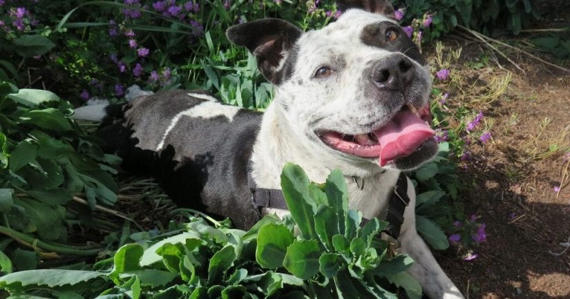 Happy dog with tongue out smiling while lying down outdoors in a garden on top of dirt and plants