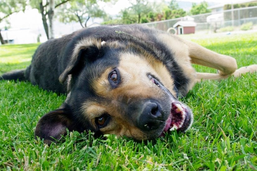 Playful smiling happy dog lying on side on the grass