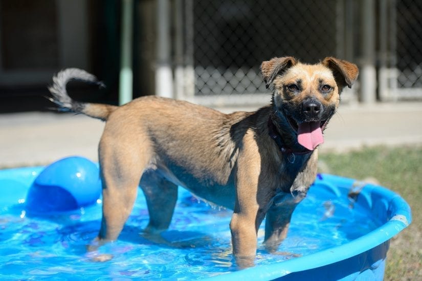 Wet smiling happy dog with tongue out standing in pool outdoors