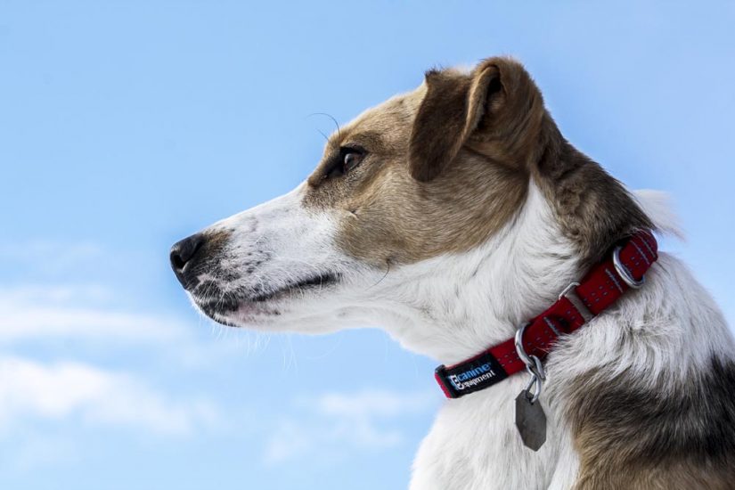 Side view of dog wearing collar id on a blue sky day outdoors