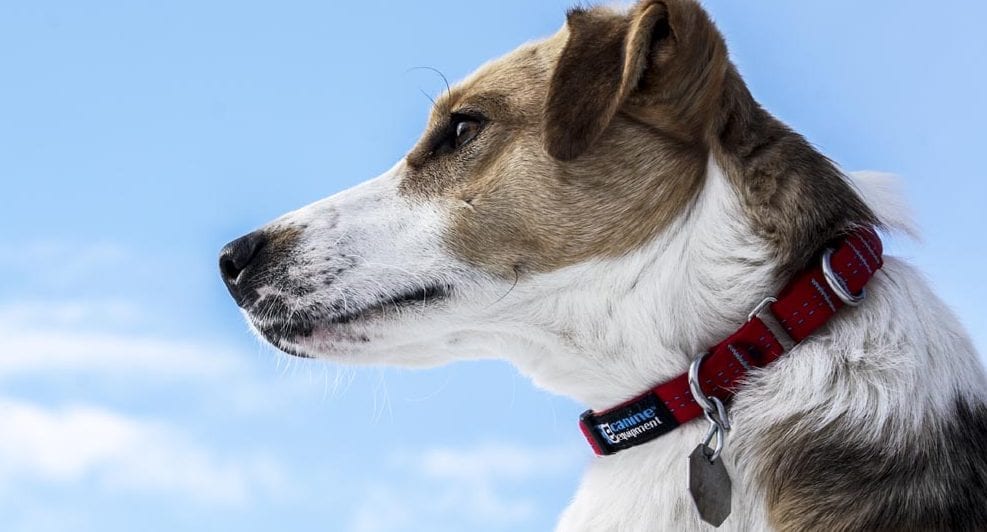 Side view of dog wearing collar id on a blue sky day outdoors