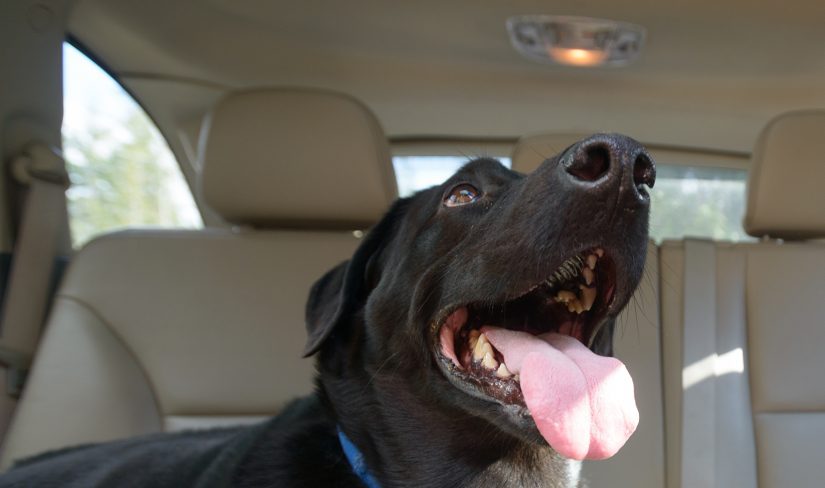 Dog with tongue out panting inside a car on a sunny day