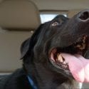 Dog with tongue out panting inside a car on a sunny day