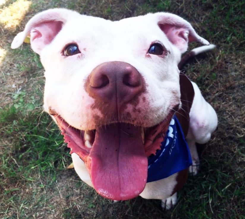 Cute happy smiling pit bull dog with tongue out wearing a bandana while sitting on grass looking up