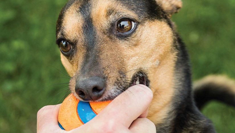 do dogs actually like playing fetch