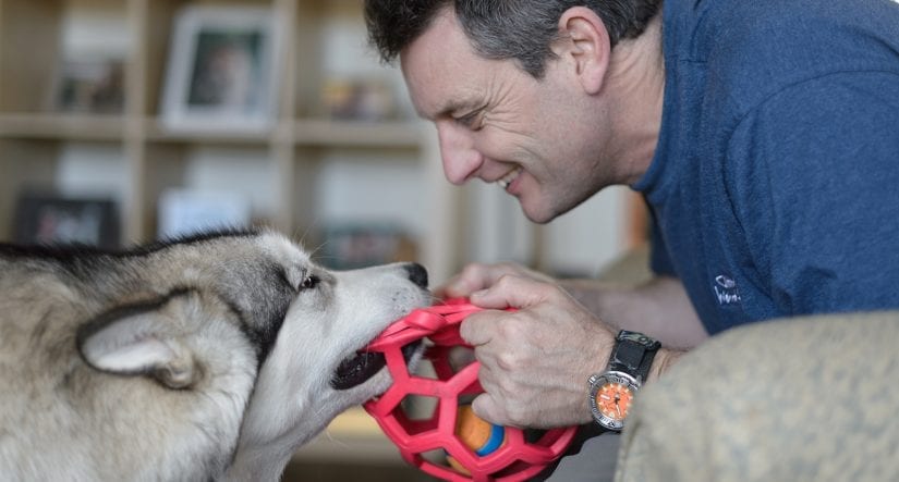 Husky dog playing tug of war with a ball toy with a smiling man indoors