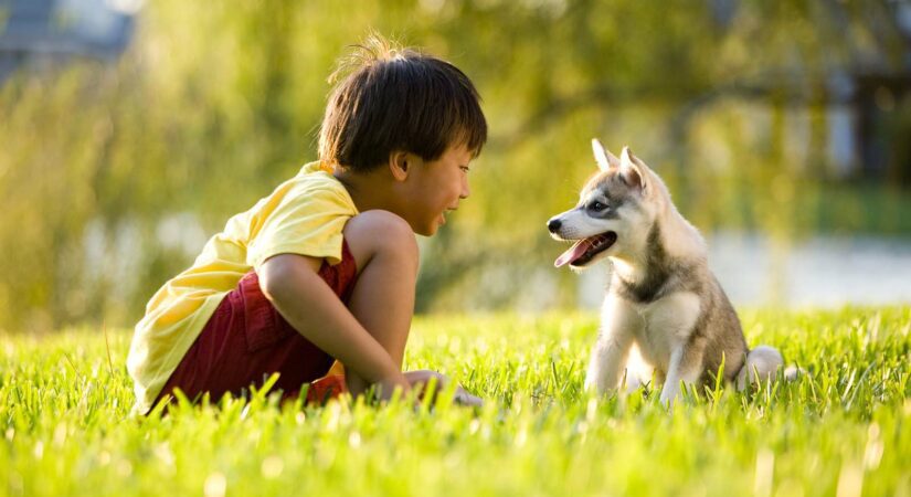 Boy playing with puppy sitting on grass