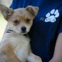 Puppy with ear id tattoo and crooked ears being held by person wearing BC SPCA brand shirt