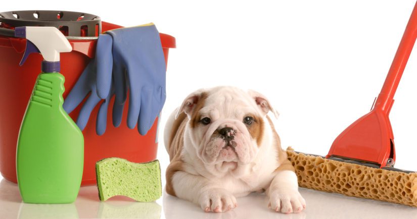 Keep Your Pets Safe On All Clinic Surfaces: Buy Now!