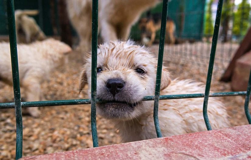 do you need a license to breed dogs in ontario